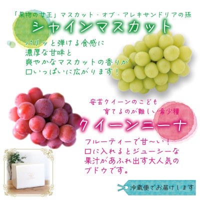 【2026年先行受付】岡山　花笑み農園の『クイーンニーナ＆シャインマスカット』1kg　QS-1【配送不可地域：離島】