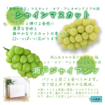 【2026年先行受付】岡山　花笑み農園の『瀬戸ジャイアンツ＆シャインマスカット』1kg　GS-1【配送不可地域：離島】