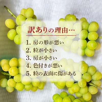 2026年発送【完熟朝採り】訳あり シャインマスカット 2.0kg以上【配送不可地域：離島】