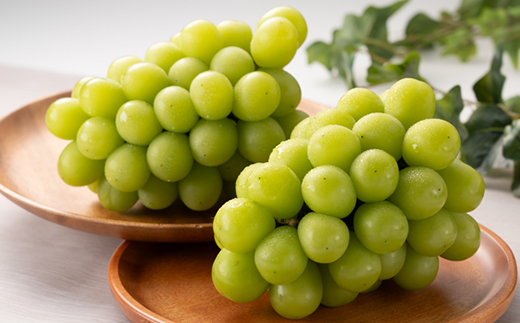 1065.【先行受付】特選大粒シャインマスカット2～4房(9月下旬～12月下旬頃発送予定)