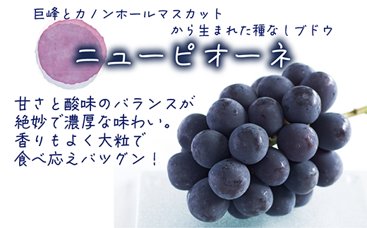 【2026年先行受付】岡山　花笑み農園の『ニューピオーネ＆シャインマスカット』1kg(2房)PS-1【配送不可地域：離島】