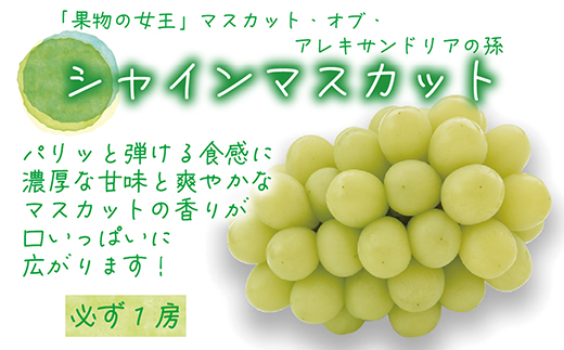 【2026年先行受付】岡山　花笑み農園の『食べ比べ4種』シャイン入り　優品　2kg(4房)4M-2優【配送不可地域：離島】