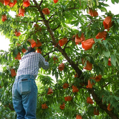 岡山県産「清水白桃」約3kg|7月中旬頃～順次発送【配送不可地域：離島】