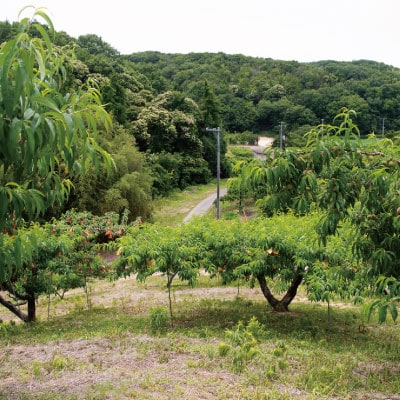 岡山県産「おかやま夢白桃」約3kg|2026年7月下旬以降発送予定