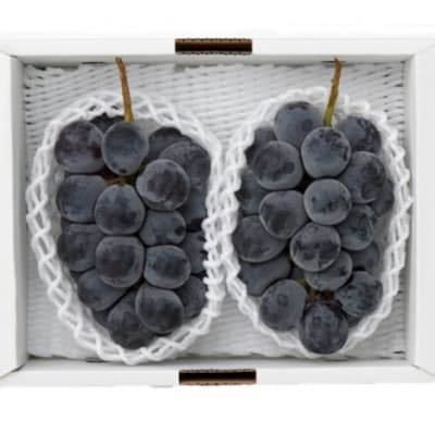 【2026年発送】岡山県産　ニューピオーネ2房(1房480g以上) 化粧箱入り 【配送不可地域：離島】