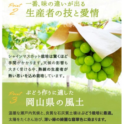 岡山県産 シャインマスカット『晴王』1房(800g以上) 化粧箱入り【配送不可地域：離島】