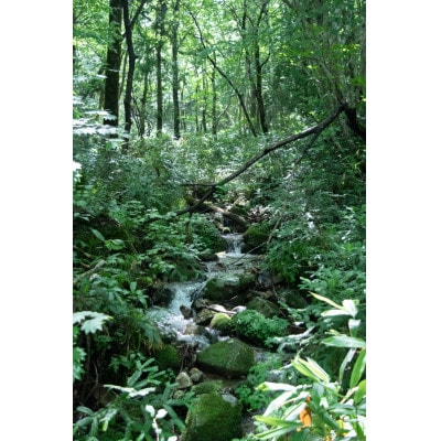 新庄村　森林セラピー体験チケット(3名様分)