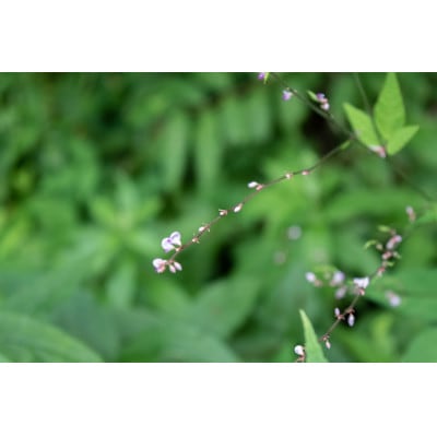 新庄村　森林セラピー体験チケット(4名様分)