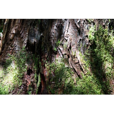 新庄村　森林セラピー体験チケット(6名様分)