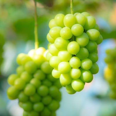 【2026年発送】朝採り直送!さつきぶどう園シャインマスカット2房1.0kg程度【フルーツ王国岡山】【配送不可地域：離島】