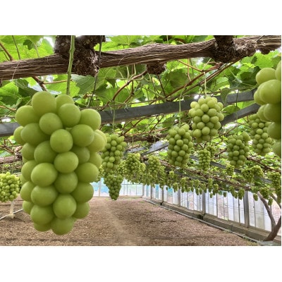 岡山産　高級シャインマスカット2房1.2kg以上 糖度18度以上【配送不可地域：離島】