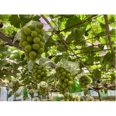 訳アリ家庭用シャインマスカット計1500g糖度18度以上【配送不可地域：離島】