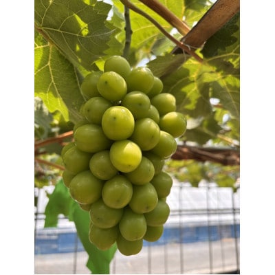 訳アリ　家庭用　糖度18度以上　つみ落としシャインマスカット 計1キロ以上【配送不可地域：離島】