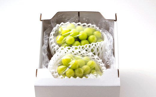 1066.【先行受付】訳あり大粒シャインマスカット2～4房(9月下旬～12月下旬頃発送予定)