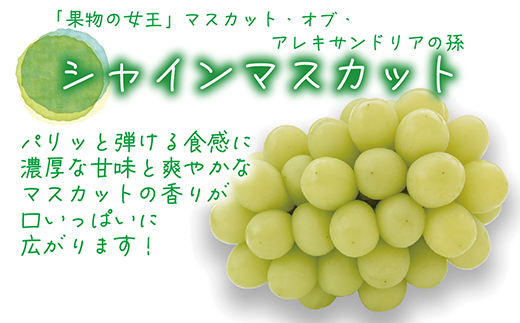 【2026年先行受付】岡山　花笑み農園の『瀬戸ジャイアンツ＆シャインマスカット』1kg　GS-1【配送不可地域：離島】
