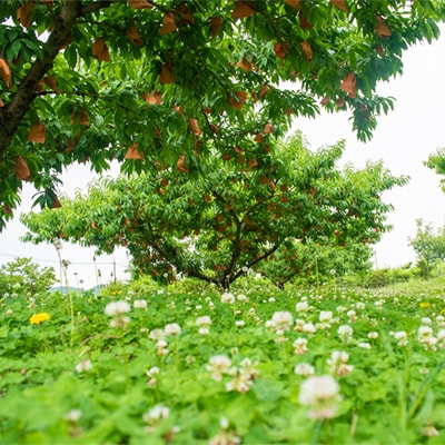 岡山県産「おかやま夢白桃」約3kg|7月下旬頃～順次発送【配送不可地域：離島】