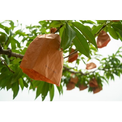 岡山県産「おかやま夢白桃」約2kg|2026年7月下旬以降順次発送予定