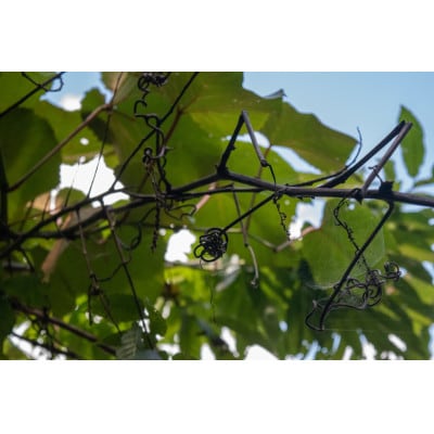 新庄村　森林セラピー体験チケット(2名様分)