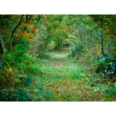 新庄村　森林セラピー体験チケット(3名様分)