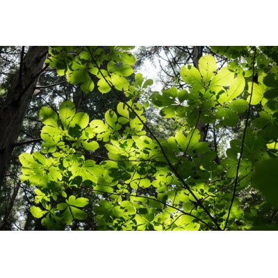 新庄村　森林セラピー体験チケット(4名様分)