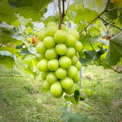 2026年発送【完熟朝採り】訳あり シャインマスカット 2.0kg以上【配送不可地域：離島】