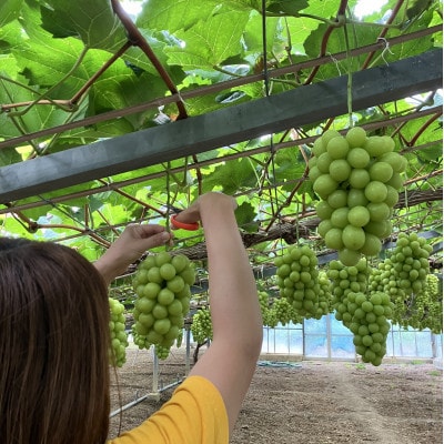 訳アリ家庭用シャインマスカット計1500g糖度18度以上【配送不可地域：離島】