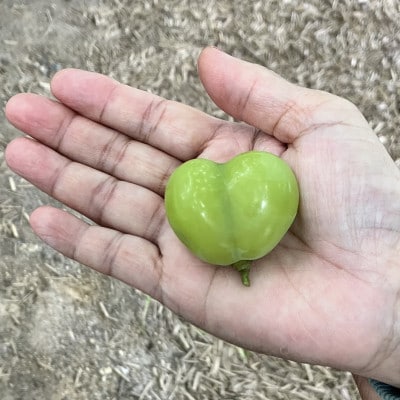 訳アリ　家庭用　糖度18度以上　つみ落としシャインマスカット 計1キロ以上【配送不可地域：離島】