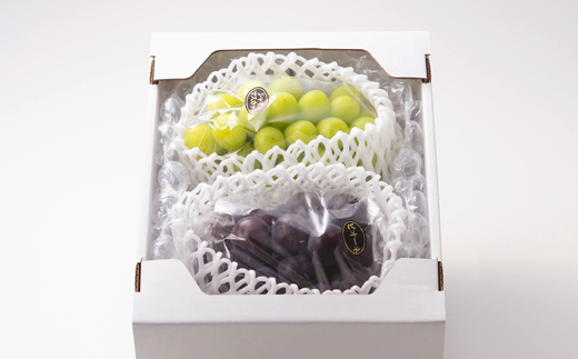 1062.【先行受付】特選大粒ぶどう2種セット(シャインマスカット入り)9月末～12月末発送予定