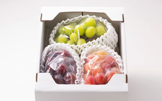 1064.【先行受付】訳あり大粒ぶどう3種セット(9月下旬～12月下旬発送予定)