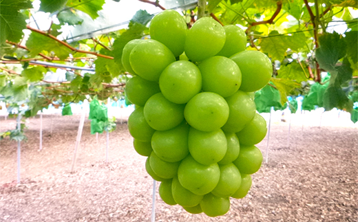 1066.【先行受付】訳あり大粒シャインマスカット2～4房(9月下旬～12月下旬頃発送予定)