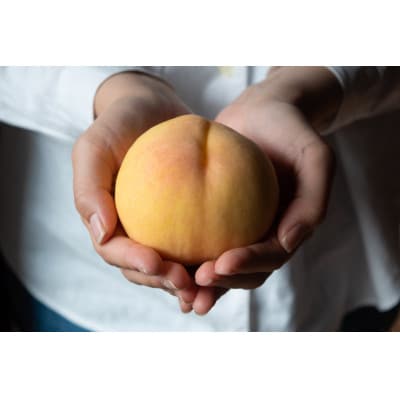 岡山県産「清水白桃」約1kg|2026年7月下旬以降順次発送予定