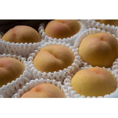 岡山県産「清水白桃」約2kg|2026年7月下旬以降順次発送予定