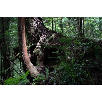 新庄村　森林セラピー体験チケット(3名様分)