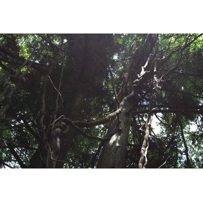 新庄村　森林セラピー体験チケット(5名様分)