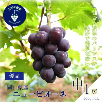 【2026年先行受付】岡山　花笑み農園の『ニューピオーネ』500g以上(中1房)P-中1【配送不可地域：離島】
