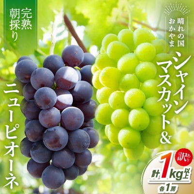 2026年発送【完熟朝採り】訳あり シャインマスカット＆ニューピオーネ 各1房【配送不可地域：離島】