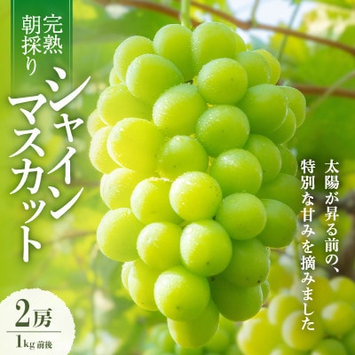 【2026年発送】朝採り直送!さつきぶどう園シャインマスカット2房1.0kg程度【フルーツ王国岡山】【配送不可地域：離島】