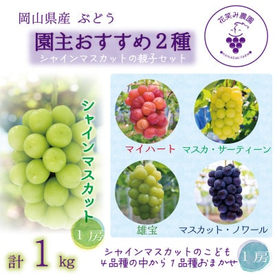 【2026年先行受付】岡山　花笑み農園のブドウ『園主おすすめシャイン親子セット』【配送不可地域：離島】