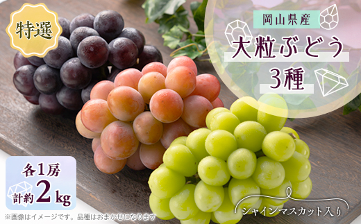 1061.【先行受付】特選大粒ぶどう3種セット(シャインマスカット入り)9月末～12月末発送予定