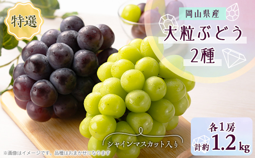 1062.【先行受付】特選大粒ぶどう2種セット(シャインマスカット入り)9月末～12月末発送予定