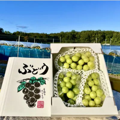 1066.【先行受付】訳あり大粒シャインマスカット2～4房(9月下旬～12月下旬頃発送予定)