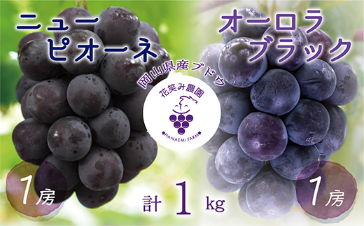 【2026年先行受付】岡山　花笑み農園の『ニューピオーネ＆オーロラブラック』1kg(2房)PA-1【配送不可地域：離島】