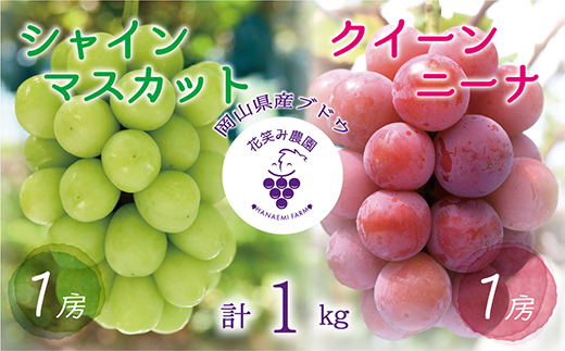 【2026年先行受付】岡山　花笑み農園の『クイーンニーナ＆シャインマスカット』1kg　QS-1【配送不可地域：離島】