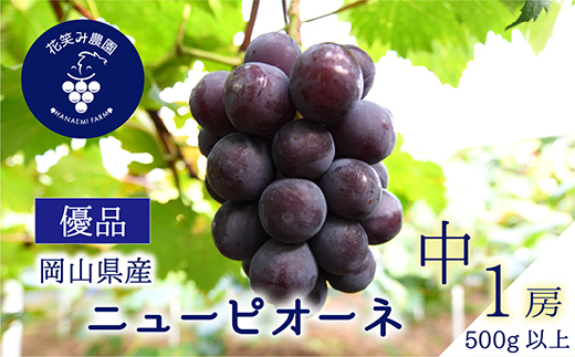 【2026年先行受付】岡山　花笑み農園の『ニューピオーネ』500g以上(中1房)P-中1【配送不可地域：離島】