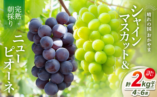 2026年発送【完熟朝採り】訳あり シャインマスカット＆ニューピオーネ 合計2.0kg以上【配送不可地域：離島】