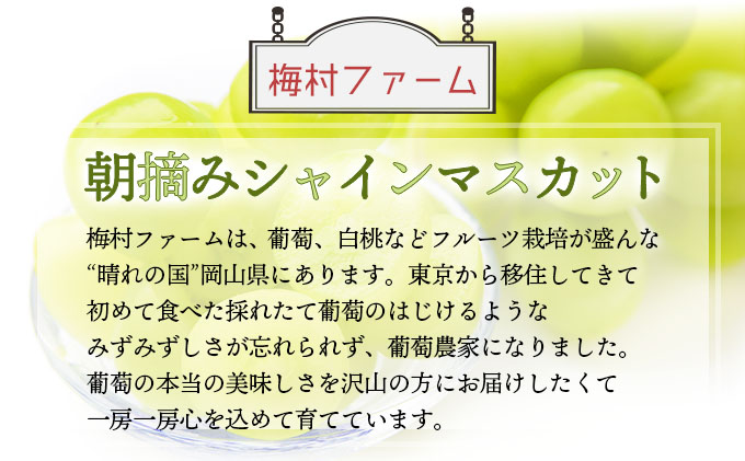 ＜2025年発送分 先行予約＞梅村ファーム 朝摘み直送 シャインマスカット（3房～5房 約2kg）【030-a011】