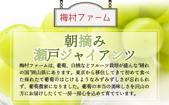 ＜2025年発送分 先行予約＞梅村ファーム 朝摘み直送 瀬戸ジャイアンツ（3房～5房入り 約2kg）【030-a013】