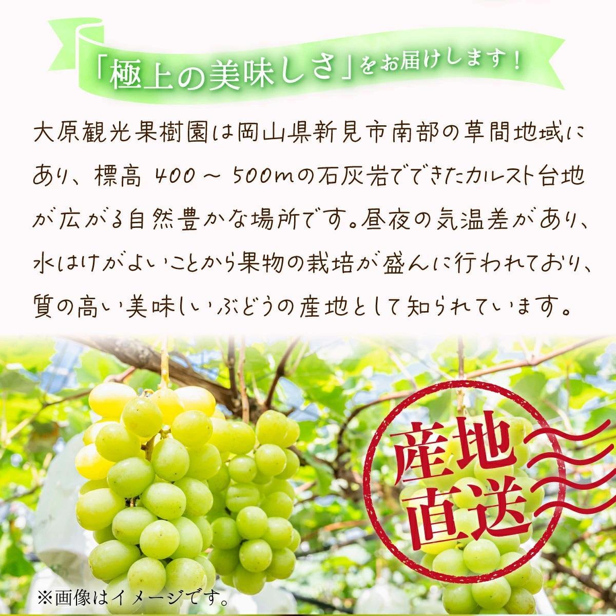 【2026年先行予約】［大原観光果樹園］シャインマスカット 3～4房（約2kg）化粧箱入り【026-a015】 3～4房（約2kg）