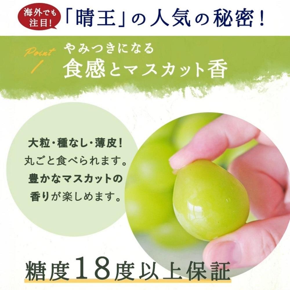 シャインマスカット晴王1房（約800ｇ）化粧箱入