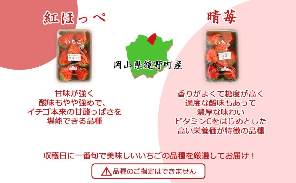 鏡野町産 朝採れ！旬の完熟いちご 300g×2パック＜2026年1月～3月発送＞【038-a003】 300g×2パック
